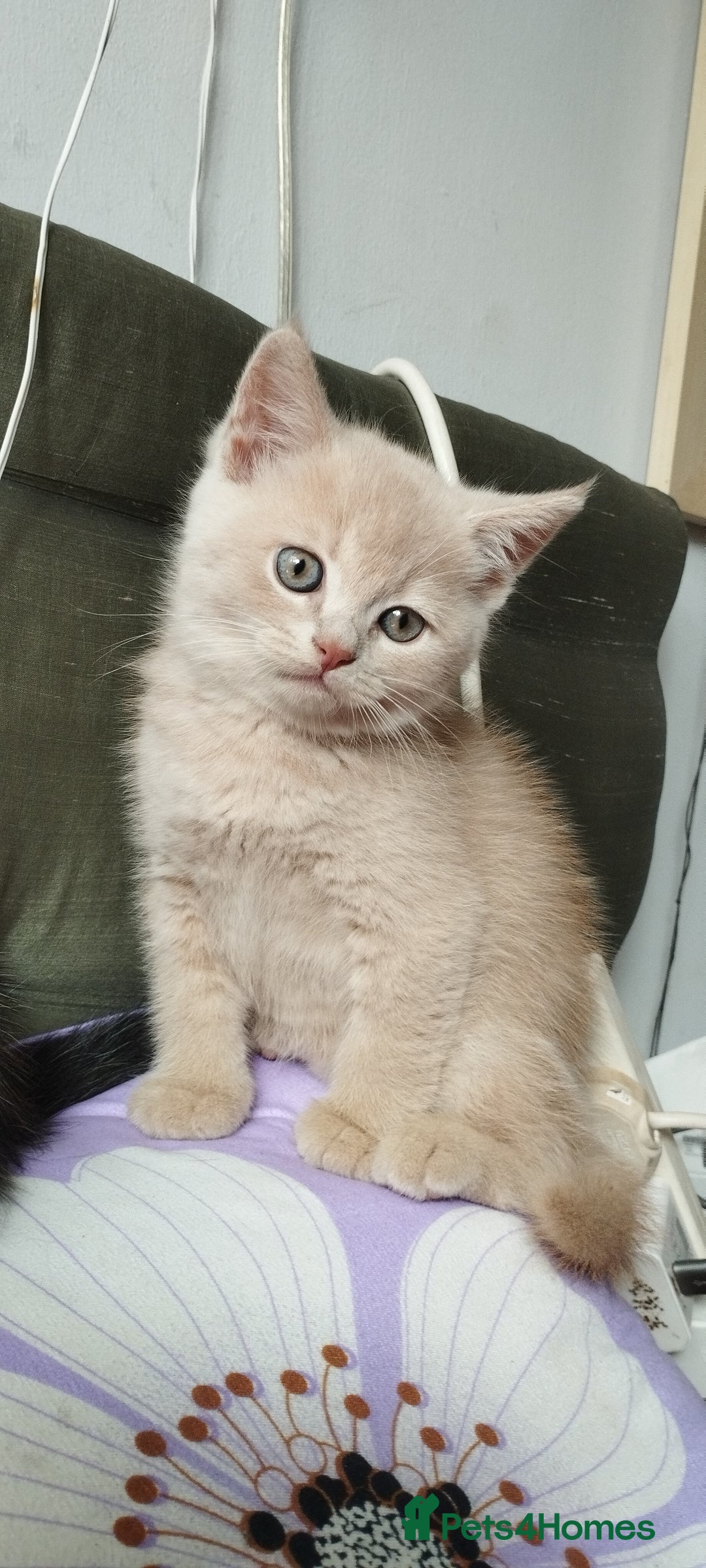 Mixed Breed cats for sale: One boy and 2 girls looking for home - Image 9