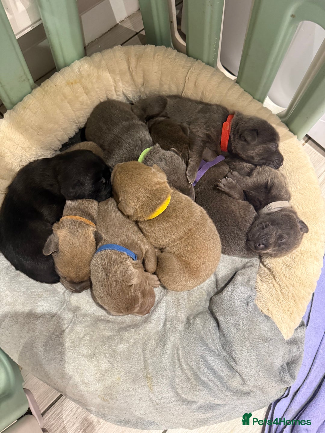 Mixed Breed dogs for sale: Sharpei puppies - Advert 4