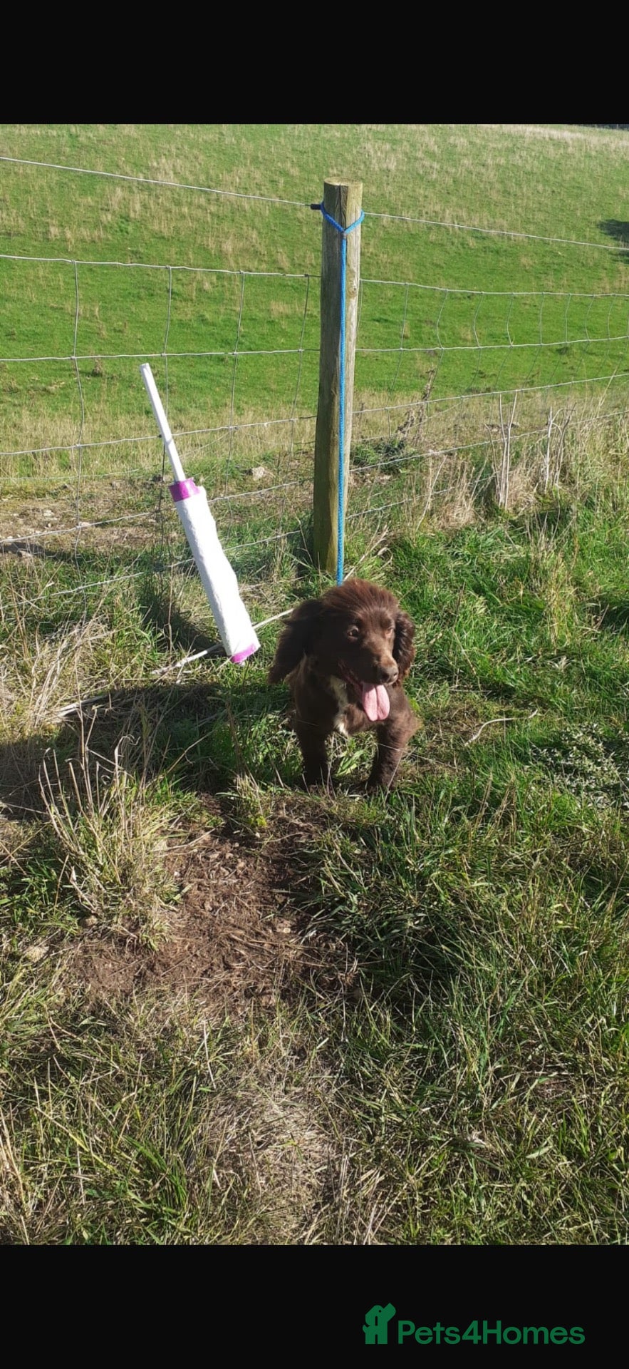 Cocker Spaniel dogs Cocker Spaniels  - Advert 16