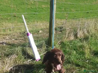 Cocker Spaniel dogs Cocker Spaniels - Advert 1