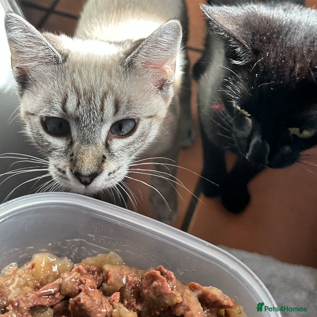 Siamese cats for sale: Beautiful Siamese Looking for a Loving Home  - Advert 3