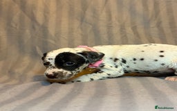 Dalmatian dogs for sale: Ready to Home Dalmatian Puppies  - Image 26