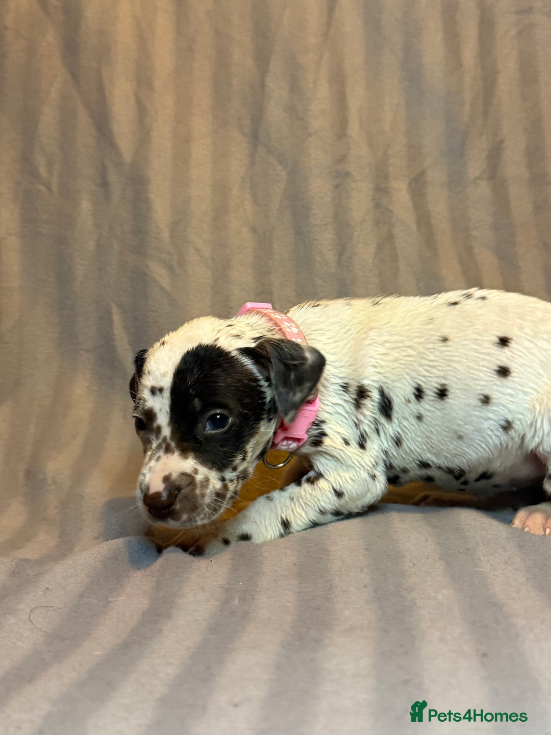 Dalmatian dogs for sale: Ready to Home Dalmatian Puppies  - Image 26