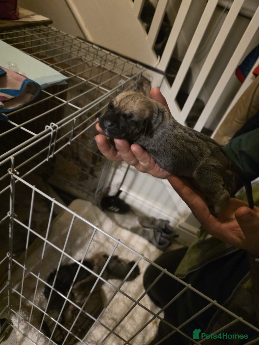 Cane Corso dogs for sale: Cane corso pups - Image 6