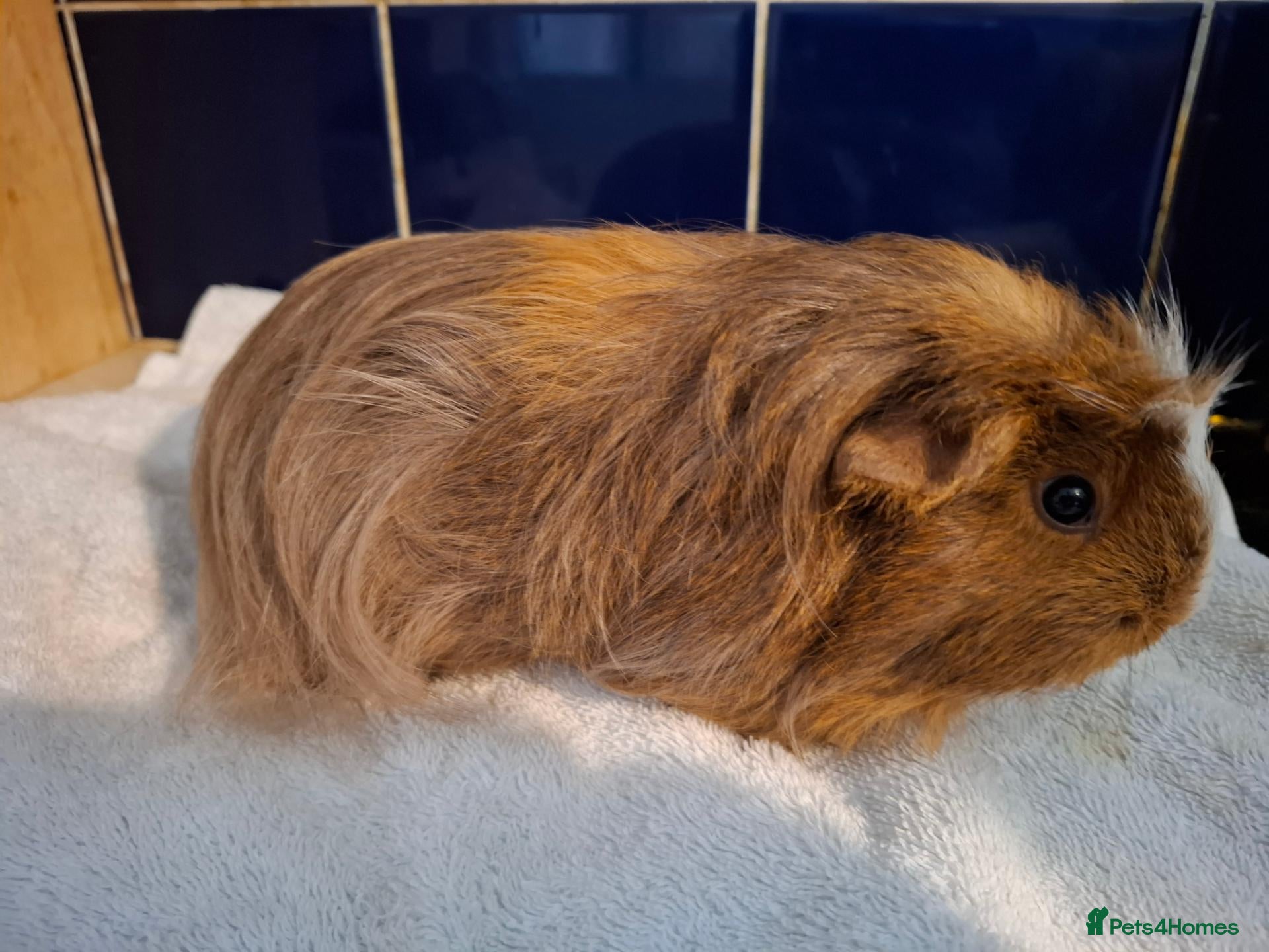 Guinea Pig rodents Pretty Female Guinea-pigs Ready Now  - Advert 6
