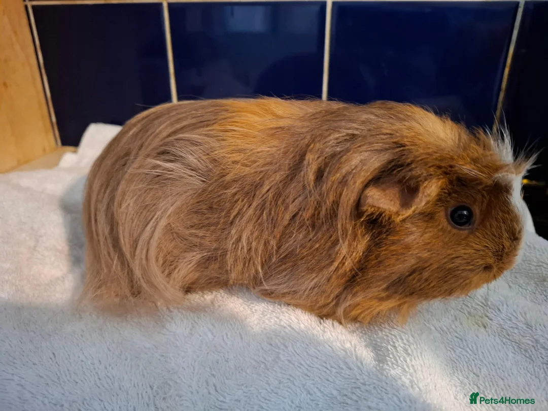 Guinea Pig rodents for sale: Pretty Female Guinea-pigs Ready Now  - Advert 1