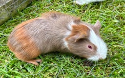 Guinea Pig rodents for sale: Baby Guinea Pigs for sale  - Image 4
