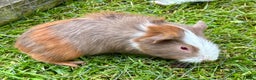 Guinea Pig rodents for sale: Baby Guinea Pigs for sale  - Advert 3