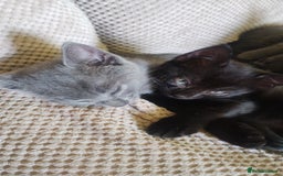 Mixed Breed cats for sale: Kittens * Just one black female now * - Image 3