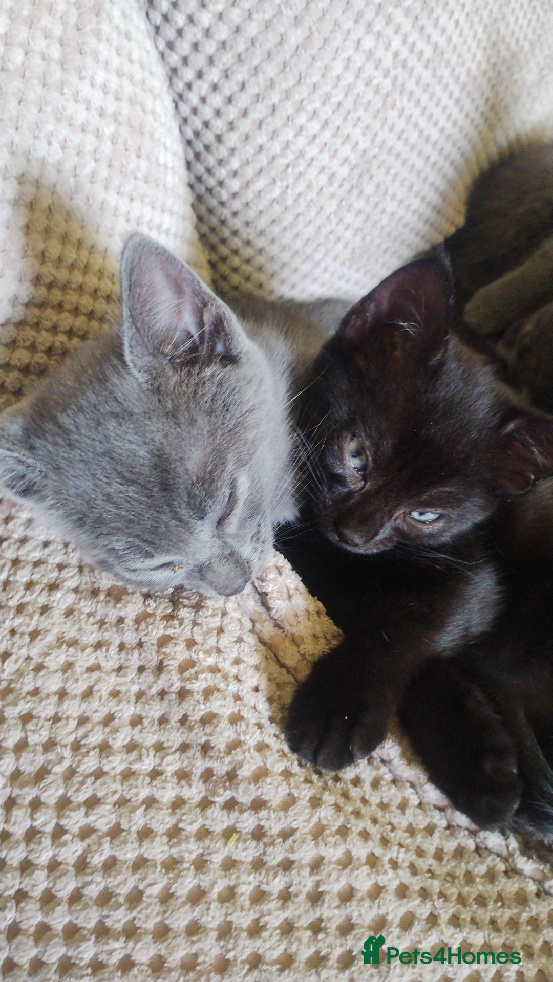 Mixed Breed cats for sale: Kittens * Just one black female now * - Image 3