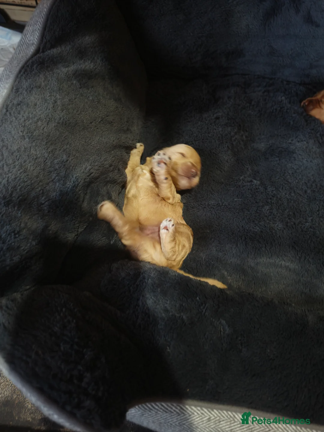 Cockapoo dogs for sale: Cockapoo f1b - Advert 20