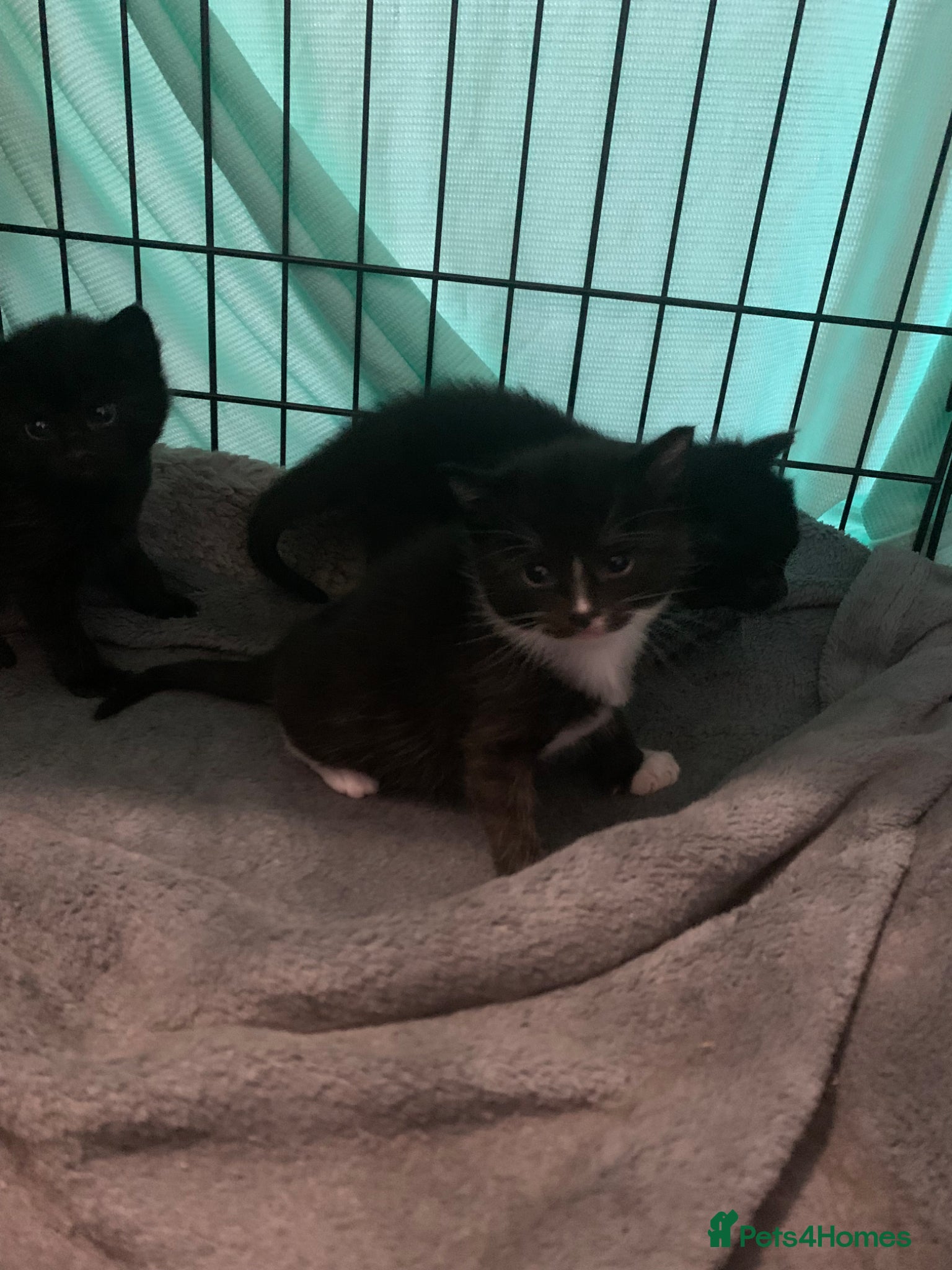 Mixed Breed cats for sale: beautiful kittens - Advert 5