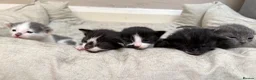 British Shorthair cats for sale: 5 loving kittens looking for their forever homes  - Advert 10