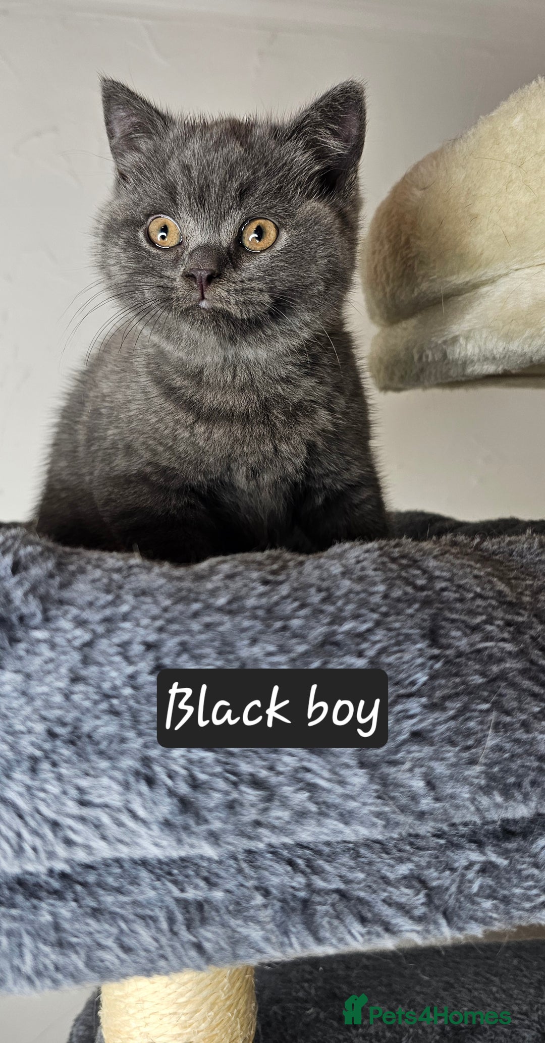 British Shorthair cats for sale: British short hair kittens - Advert 28