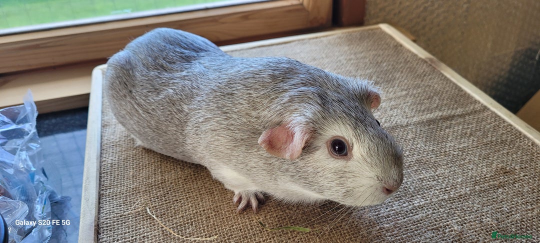 Guinea Pig rodents for sale: Male guinea pig available  - Advert 1