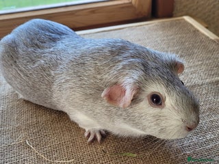 Guinea Pig rodents - Advert 9