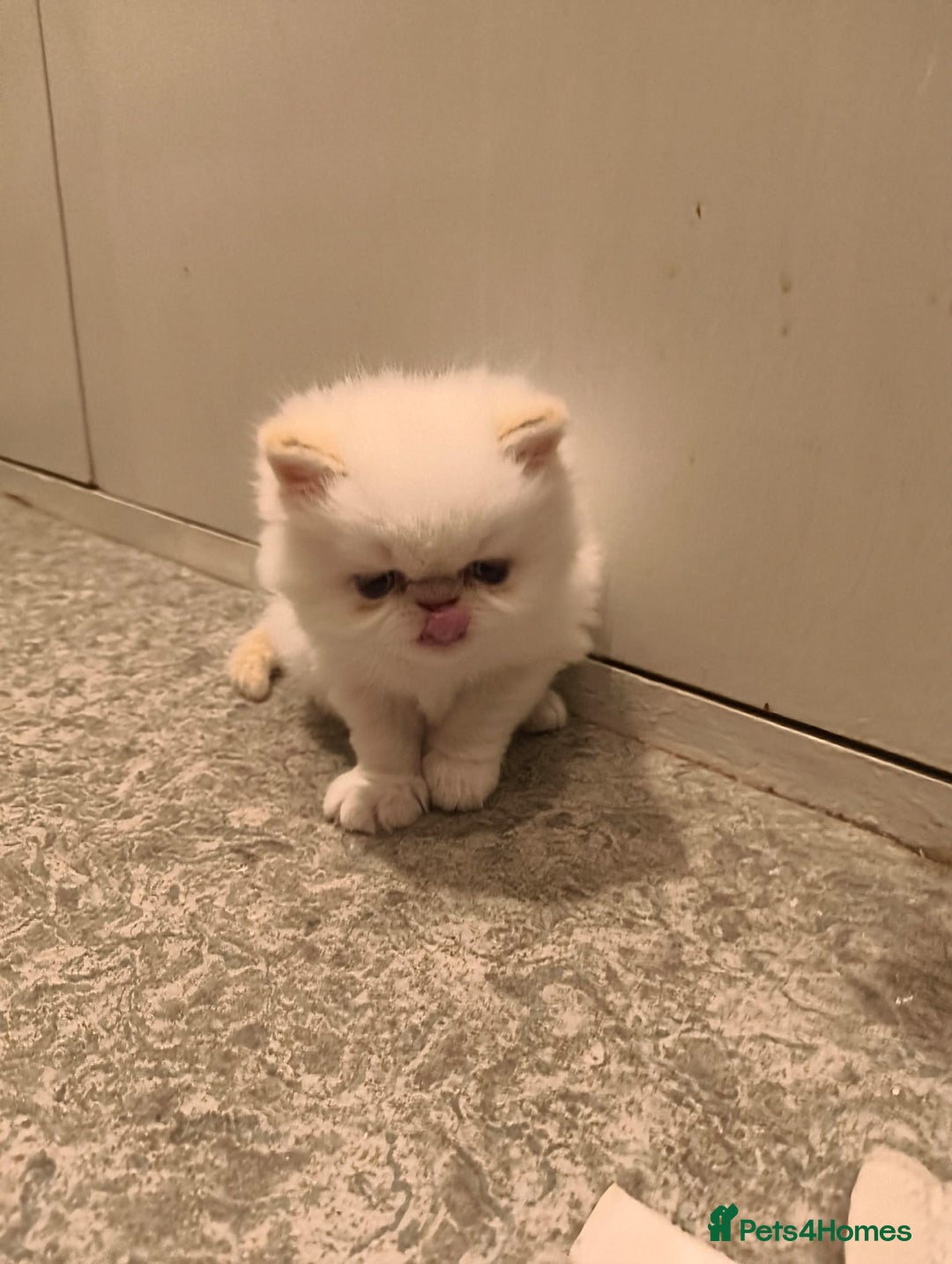 Persian cats for sale: Incredible exotic Persian kittens - Advert 6