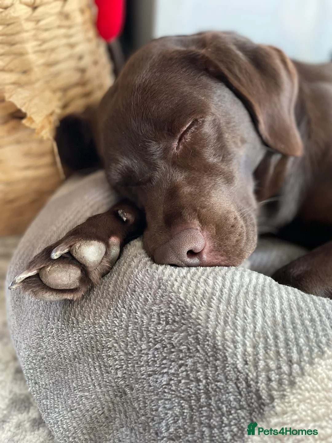 Labrador Retriever dogs for sale: Chocolate female Labrador  - Advert 19