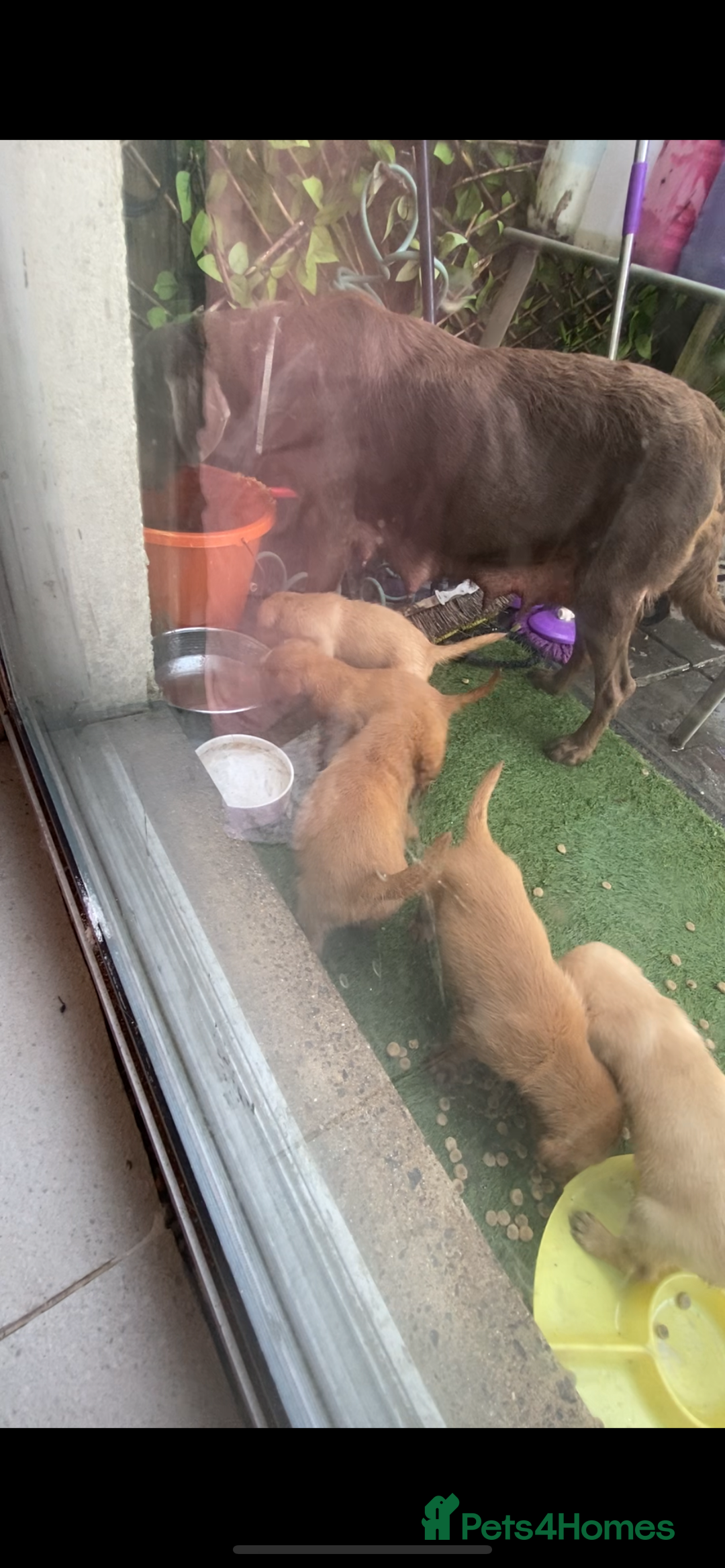 Labrador Retriever dogs for sale: Kc reg Labrador puppies injections flea worm chip - Image 3