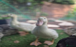 Ducks poultry for sale: 1 male and 1 female aylesbury ducks  - Image 4