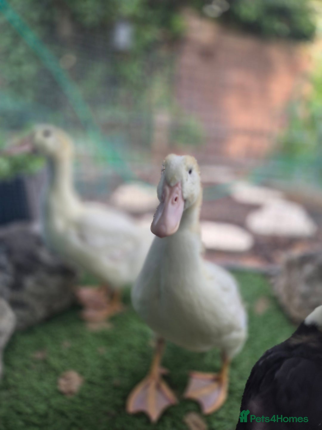 Ducks poultry for sale: 1 male and 1 female aylesbury ducks  - Image 4