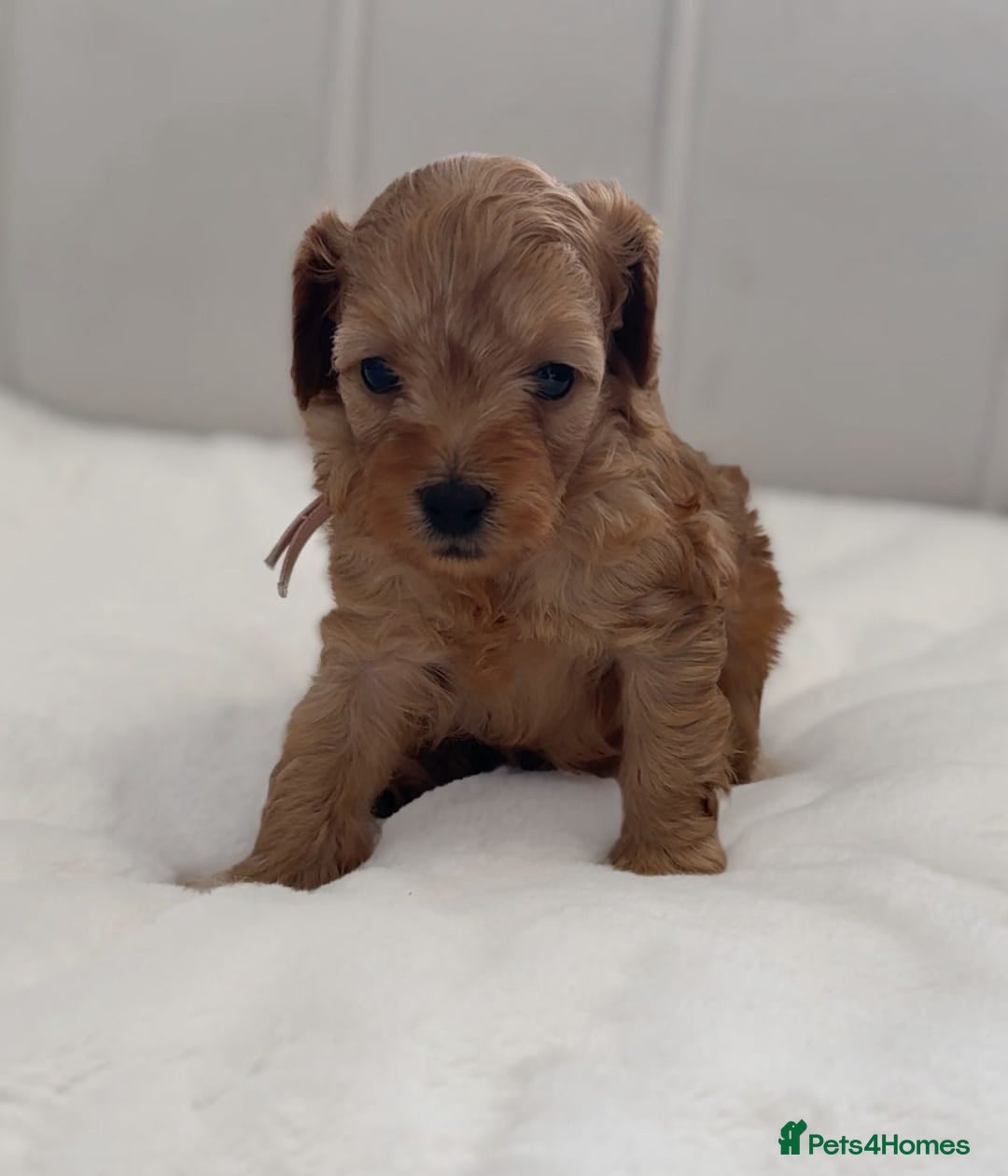 Cavapoo dogs for sale: Adorable Cavapoo Puppies Ready for Loving Homes! - Advert 2