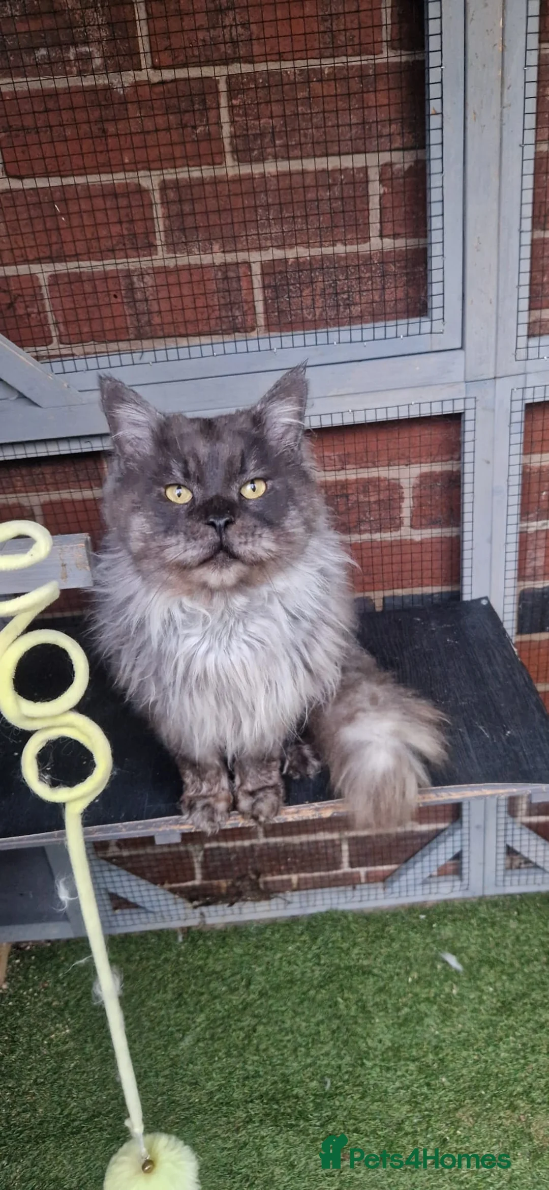 Maine Coon cats for sale: Beautiful Black Smoke Male - Advert 2