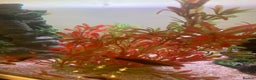 Platies fish for sale: Female platies for sale - Advert 5