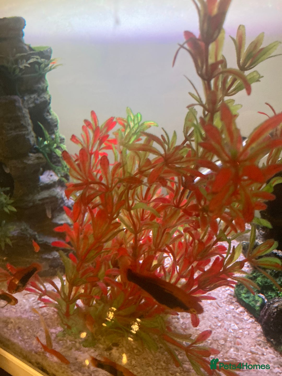 Platies fish for sale: Female platies for sale - Advert 5