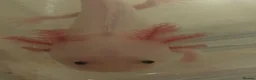 Axolotl reptiles for sale: Baby axolotls  - Advert 3