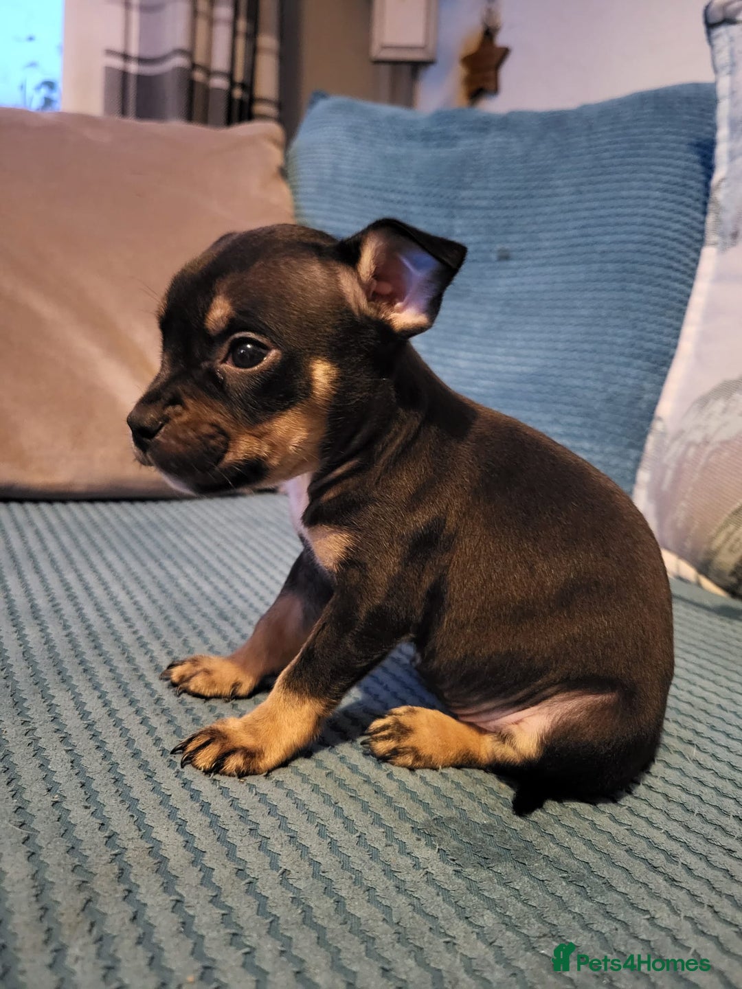 Mixed Breed dogs for sale: Staffordshire Bull Terrier Puppies-Female and Male in Bridgwater - Image 3