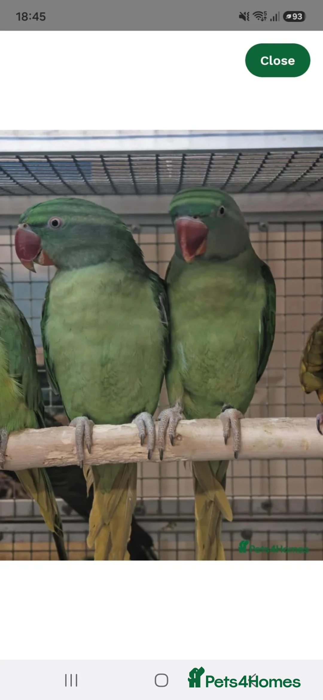 Parrots birds for sale: Birds/Parakeets/Parrots/Amazons  - Advert 31