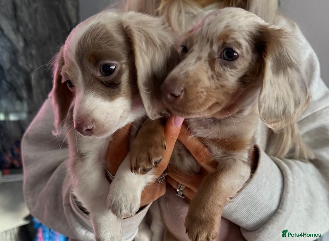 Miniature Dachshund dogs for sale: RE-OPENED AD 2x KC mini long haired 5* ready now  - Advert 8