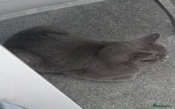 British Shorthair cats for sale: Beautiful British Shorthair – Loving Home Wanted - Image 2