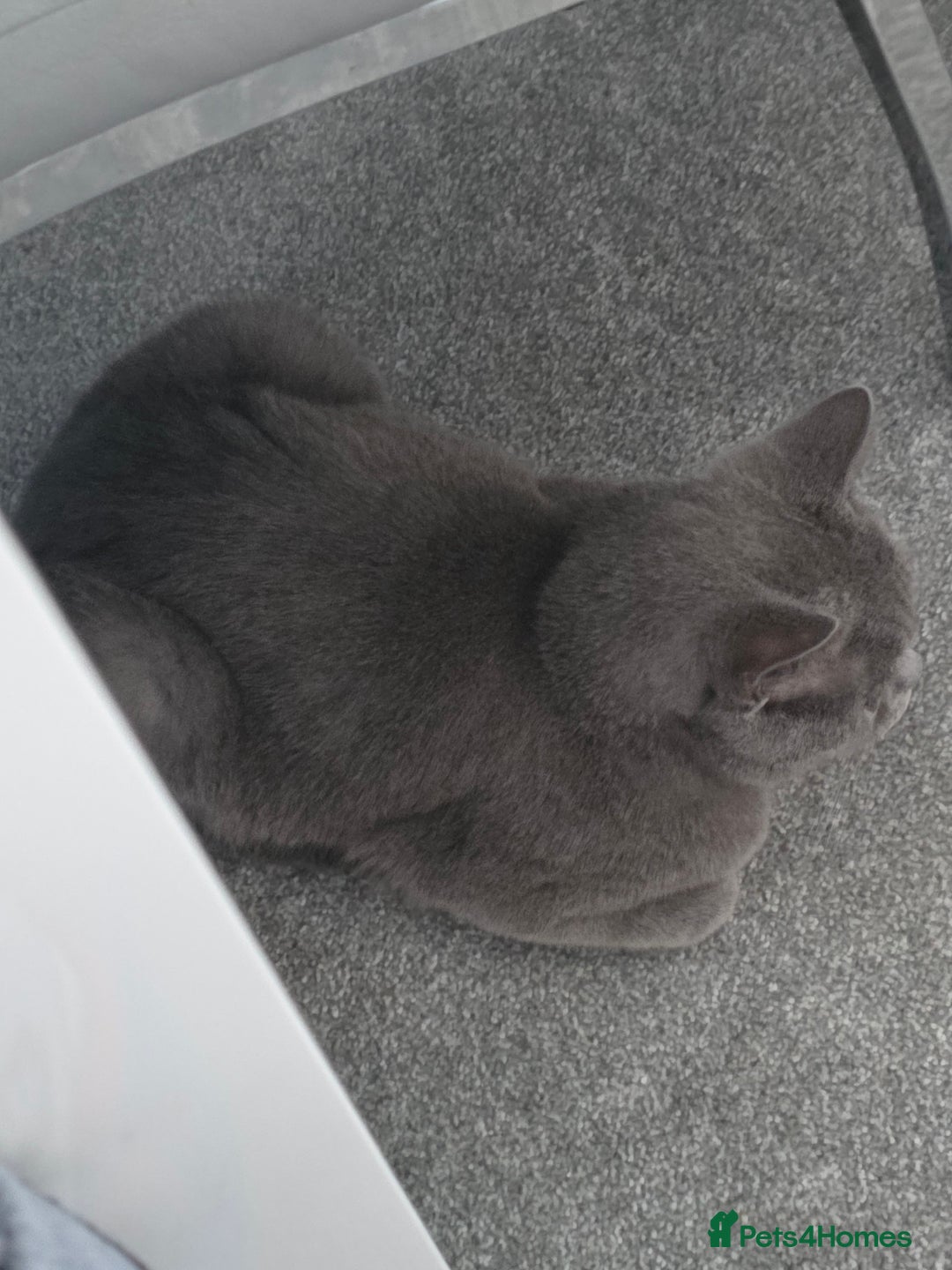 British Shorthair cats for sale: Beautiful British Shorthair – Loving Home Wanted - Image 2