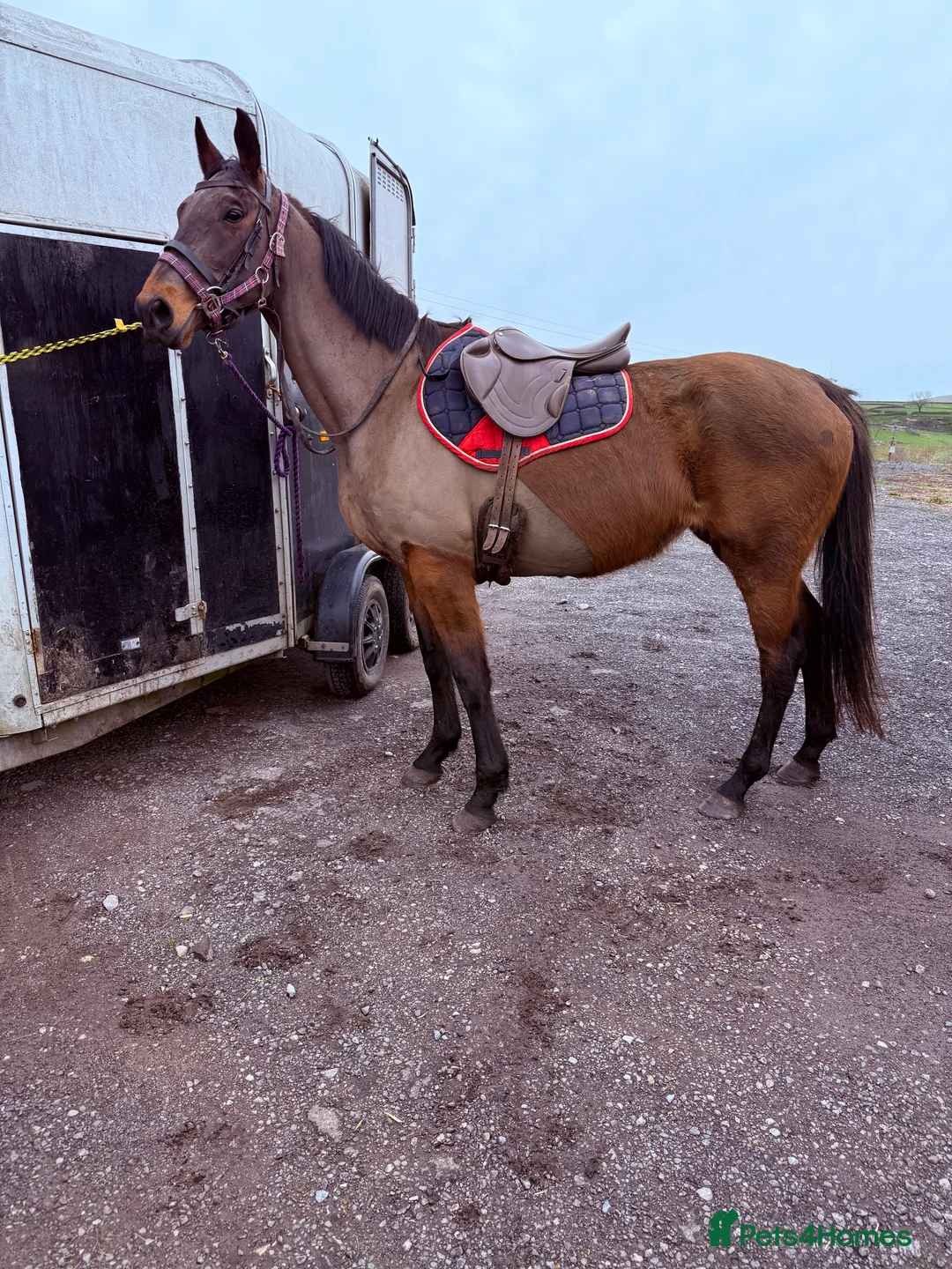Irish Thoroughbred horses for sale: 10 yr old school mistress  - Advert 28