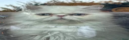 Persian cats for sale: 💖💖🐱💙💙 Persian kittens 💙💙🐱💖💖 - Advert 3