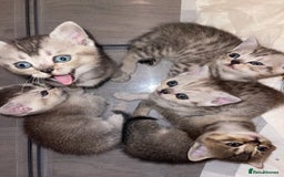 British Shorthair cats for sale: British short hair kittens - Image 3