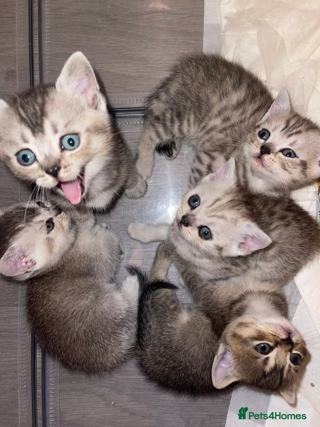 British Shorthair cats for sale: British short hair kittens - Image 3
