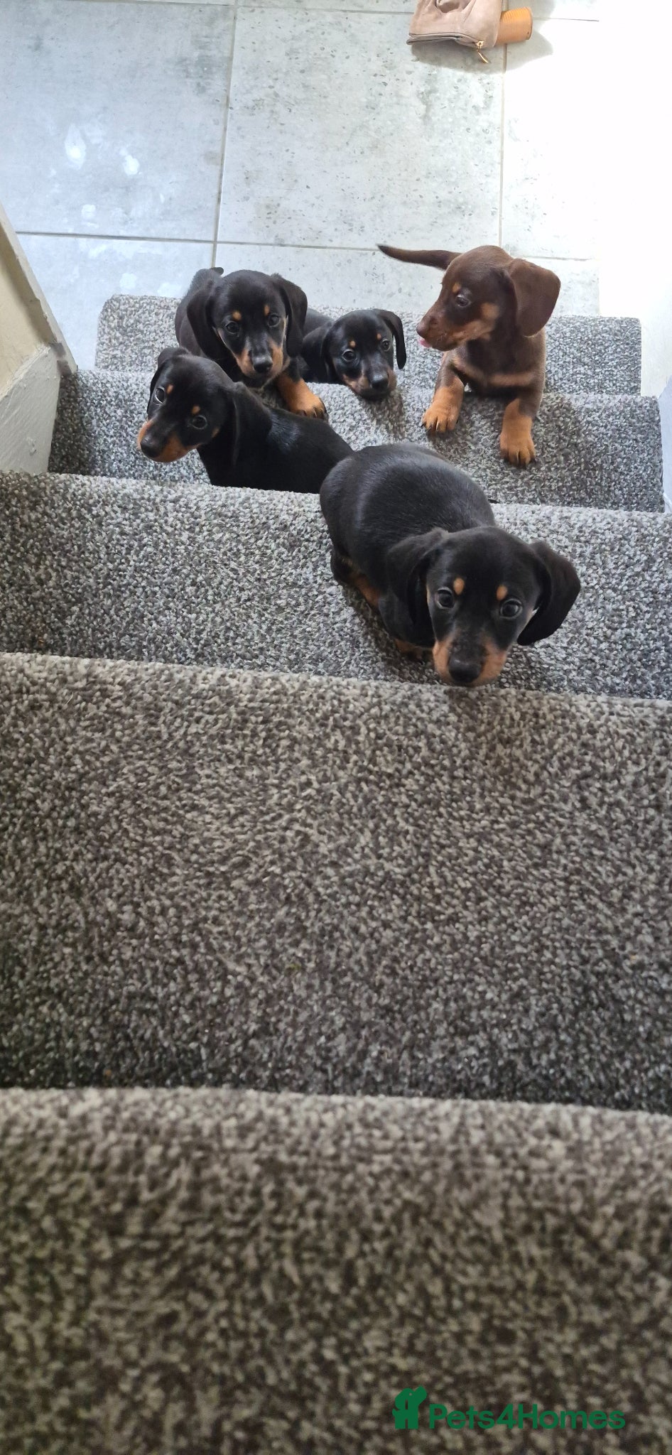 Dachshund dogs 4 Dachshund puppies left - Advert 20