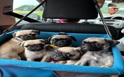 Pug dogs for sale: pug puppies ready 4 in Redcar - Image 6