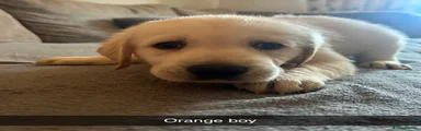 Orange boy