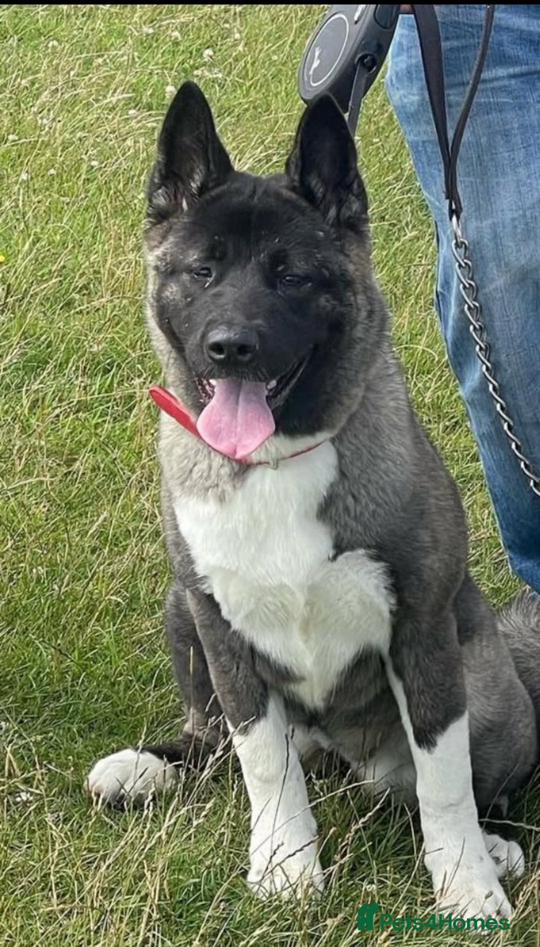 Akita dogs for sale: Japanese/American Akita - Advert 1