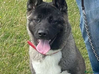 Akita dogs Japanese/American Akita - Advert 1