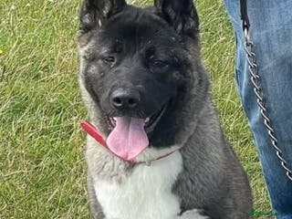 Akita dogs Japanese/American Akita - Advert 5