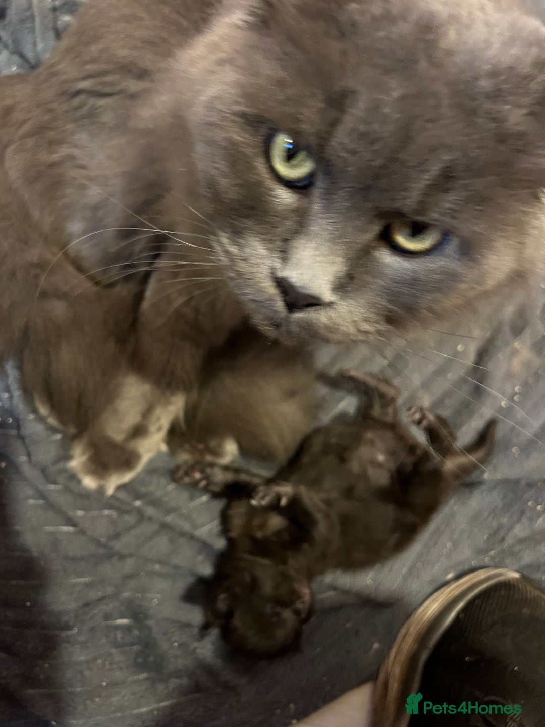 Maine Coon cats for sale: Active TICA GCCF Maine Coon Queen - Advert 13