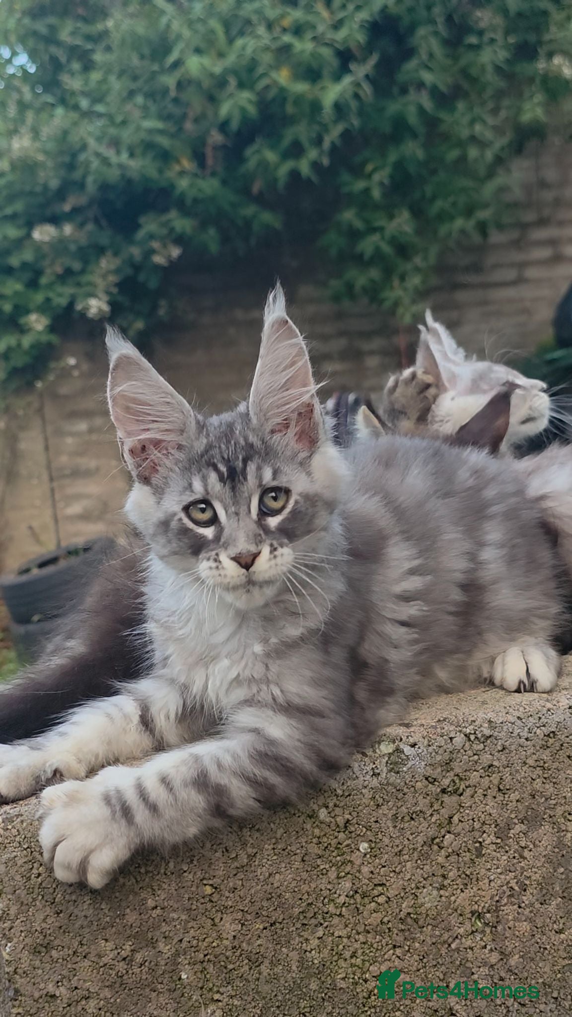 Maine Coon cats ✅✅❤️Show Quality Registered Maine Coon Kittens❤️✅✅ - Advert 5