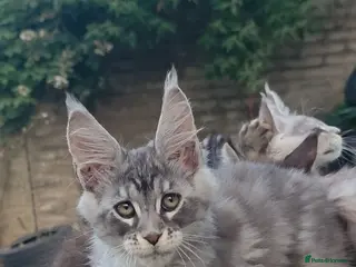 Maine Coon cats ✅✅❤️Show Quality Registered Maine Coon Kittens❤️✅✅ - Advert 5
