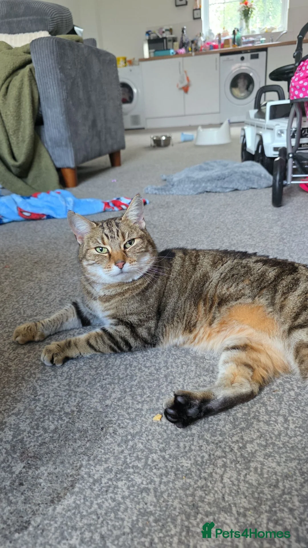 Domestic Shorthair cats for sale: Tabby Cat for sale - Advert 3