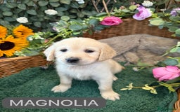 Golden Retriever dogs for sale: Stunning Golden Retriever puppies 🐾 - Image 27